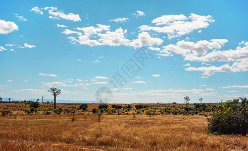 草丛和灌木丛低的平地 远处生长着一些猴面包树 马达加斯加地区马宁代的典型景观背景图片