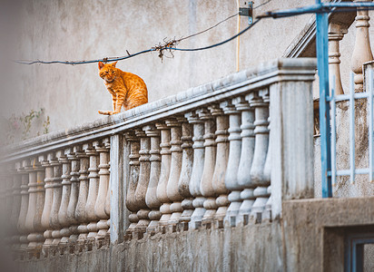 阳台的猫坐在波德戈里察街阳台上背景