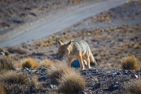 狼蛛科在阿根廷门多萨的自然保护区发现的安第斯狐狸 也称为Culpeo背景