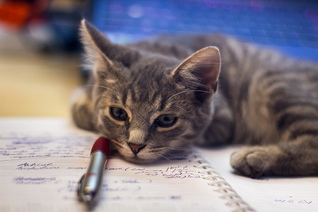 在笔记本上躺着 一只可爱的毛毛灰小猫绿色说谎眼睛宠物灰色哺乳动物晶须耳朵胡须动物背景图片