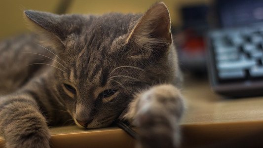 一个可爱的毛毛灰小猫 睡在桌子上胡须哺乳动物灰色睡眠动物爪子耳朵宠物晶须背景图片
