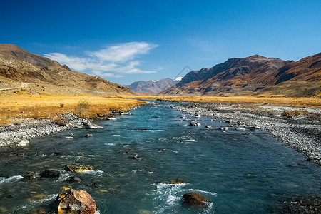 融冰Altai森林的金色秋天 在水库附近的黄树衬套海岸池塘风景天空山脉生长丘陵旅行山水背景