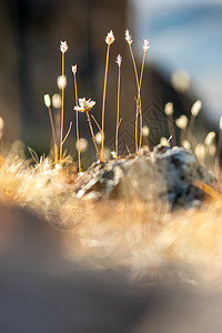 北柴胡Altai的草原植物 Altai药草和鲜花牧场旅行季节草地山脉野花花园森林草本植物花朵背景
