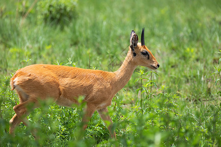 高鼻羚羊埃塞俄比亚 非洲野生生物组织非洲野生生物哺乳动物环境高草公园国家女性大草原草原男性热带背景