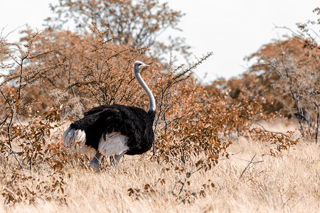 Ostrich 在Etosha 非洲野生动物野外旅行羚羊跨境动物群国家跑步鸵鸟荒野动物沙漠公园背景图片