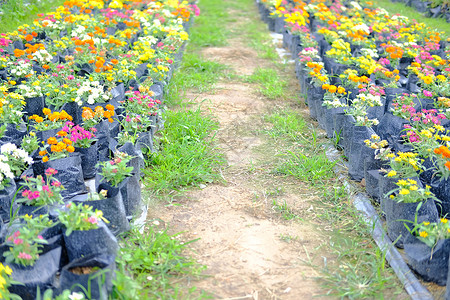 种植在植物农场生长的有彩色银花植物学栽培园艺花园公园植物群花瓣农田背景图片