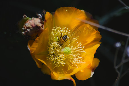 蜜蜂收集花蜜和花粉 在春末从盛开的仙人掌花中采集养蜂业工人传粉者昆虫黄色宏观蜂蜜植物背景图片