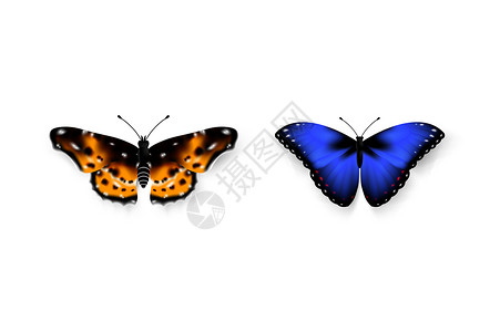 套五颜六色的蝴蝶 孤立在白色背景矢量图上 新潮设计元素蓝色君主昆虫黑色漏洞热带收藏婚礼翅膀生物学背景图片