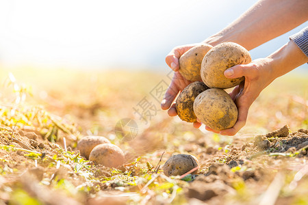 腐殖质农民手里握着新鲜土豆 收获品 有机素食食品花园农村栽培蔬菜生产地球生长生态太阳场地背景