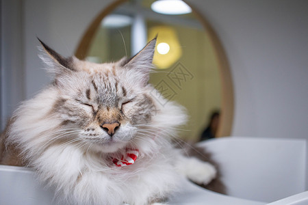 黑白长发猫 在宠物咖啡店的猫睡觉毛皮动物爪子头发眼睛猫科猫咪哺乳动物虎斑惊喜背景图片