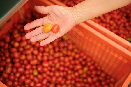 手拿着红黄色的西红柿 从农场收获的番茄收成植物红色生产篮子蔬菜栽培食物塑料生长背景图片