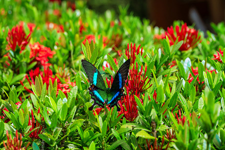 令人难以置信的美丽的一天热带蝴蝶授粉花 黑绿色的蝴蝶从花中吸取花蜜 大自然的色彩和美丽长鼻昆虫动物群动物鳞翅目植物翅膀蓝色宏观生背景图片