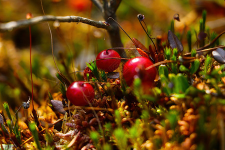 秋天在沼泽里生长着明亮的红色红黑莓高清图片