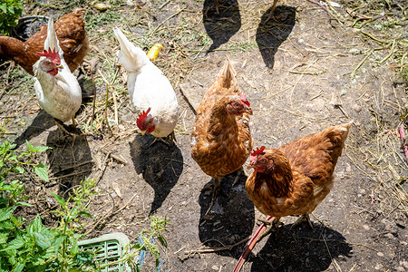 鸡和鸡在农场院子的铺垫上场地家畜母鸡红色羽毛白色动物梳子农业小鸡背景图片
