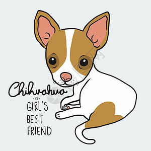 小猎犬吉娃娃是女孩最好的朋友吉娃娃狗卡通矢量它制作图案插画