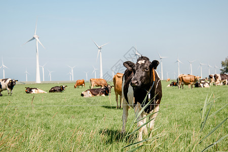 荷斯坦纳乌弗荷兰乌尔克岛绿草地草原上的荷兰褐牛和白牛与黑奶和白奶混合牛肉国家家畜农田蓝色天气好奇心哺乳动物阳光动物背景