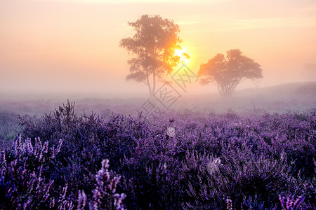 荷兰盛开的石南花 荷兰韦斯特海德公园粉紫色山丘上阳光明媚的雾日出 日出期间荷兰盛开的石南花田薄雾农村薰衣草爬坡植物群公园天空风景背景图片