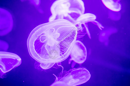 赤月水母漂浮在水面上的模糊多彩的果冻鱼 绿月水母生活危险脊椎动物水族馆热带游泳异国辉光海蜇触手背景