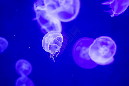 赤月水母漂浮在水面上的模糊多彩的果冻鱼 绿月水母生活生物野生动物触手水族馆海洋危险蓝色月亮荒野背景