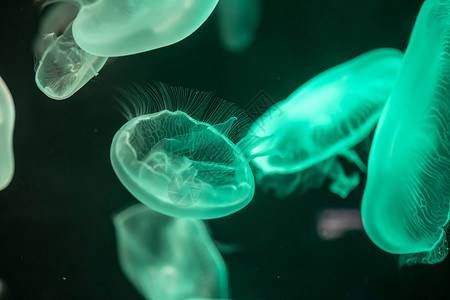 赤月水母漂浮在水面上的模糊多彩的果冻鱼 绿月水母脊椎动物情调游泳生物生活触手危险热带异国辉光背景