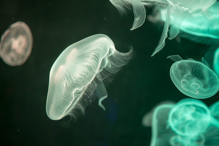 赤月水母漂浮在水面上的模糊多彩的果冻鱼 绿月水母水族馆海洋游泳月亮辉光热带荒野异国危险生活背景