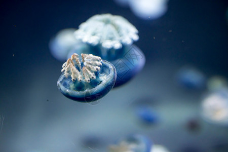 布赖代河水母自然有毒高清图片