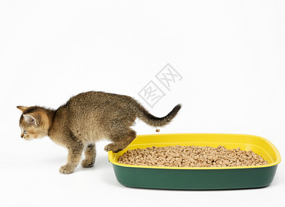 金斑龙猫宠物猫科动物高清图片