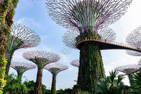 莫哈多2018年10月12日 新加坡夏莫多湾花园森林奢华旅游地标游客化身码头吸引力场景背景