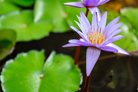 池塘上紫百合花的大型特辑 美丽的紫色水立花公园花瓣绿色荒野粉色百合红色荷花热带情调背景图片