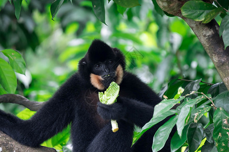 黑脸疣猴黑蜘蛛猴子阿特勒斯沙米克 同时在一棵树上吃蔬菜学习哺乳动物动物园荇菜活动身体主题蜘蛛手表眼睛背景