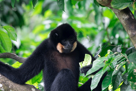 黑脸疣猴黑蜘蛛猴子阿特勒斯沙米克 同时在一棵树上吃蔬菜荇菜眼睛动物手表身体乐趣蜘蛛野生动物动物园哺乳动物背景