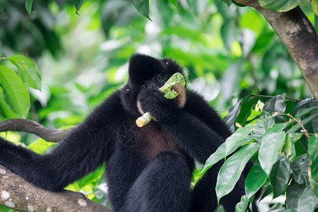 黑脸疣猴黑蜘蛛猴子阿特勒斯沙米克 同时在一棵树上吃蔬菜眼睛哺乳动物动物灵长类手表动物园乐趣野生动物蜘蛛黑脸背景