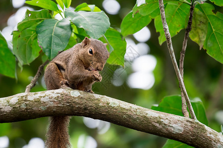 印度巨松鼠雨林野生动物高清图片