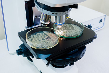 显微镜下面有两盘Petri洗碗高清图片