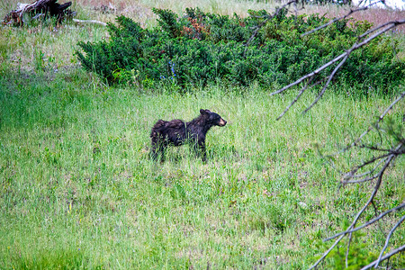 黄石公园的一只小熊灰熊捕食者风景公园哺乳动物摄影看法北极熊动物野生动物食物背景图片