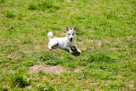 JK 鲁赛尔狗洞哺乳动物小狗赛跑者公园精神野狗太阳草地自由背景