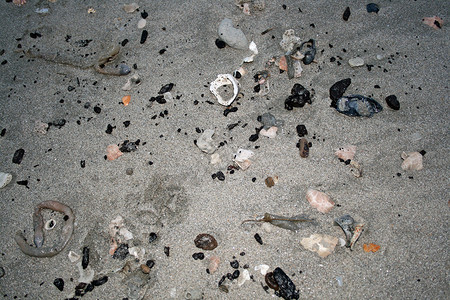 海滩上的贝壳和动物背景图片