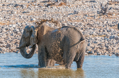 大象在水坑里洗泥澡高清图片