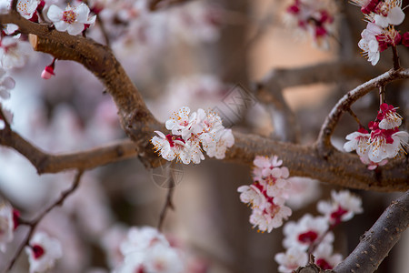 春季边框或有粉花的背景艺术 自然场景和盛开的杏树化妆品季节情怀投标娘娘腔脆弱性美丽玫瑰童贞卫生背景图片