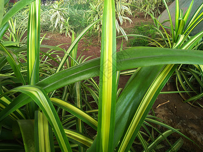 青草长叶 金绿色变异的近距离图像背景图片