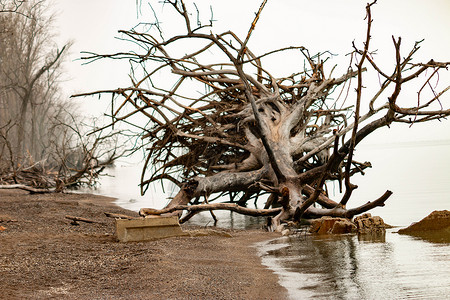 从上倒下水已经倒在Pleee海滩上的大树天空支撑树桩季节地面森林砍伐波浪分支机构风化背景