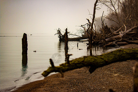 从上倒下水已经倒在Pleee海滩上的大树风化波浪蓝色分支机构海岸浮木环境森林日落木头背景