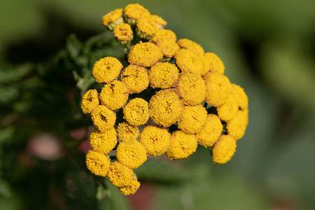 鲜花和黄色花朵贴近绿色宏观背景植物群花园浆果植物背景图片