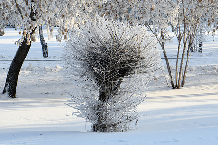 雪和冰霜中的灌木图片