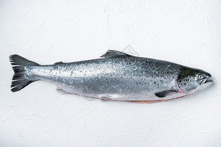 白色背景的新鲜鲜生鲑鱼红鱼 平整有文字空间背景图片