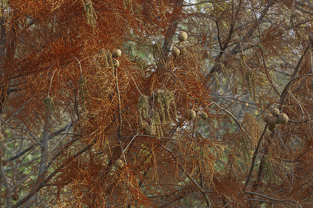 秋天的树锥体生物学叶子柏科紫杉池塘柏树裸子植物植物学背景图片