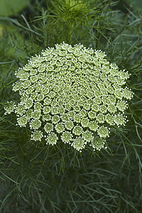 野胡萝卜花的贴近画面伞形生物学植物主教花朵园艺鸟巢被子植物群植物学背景图片