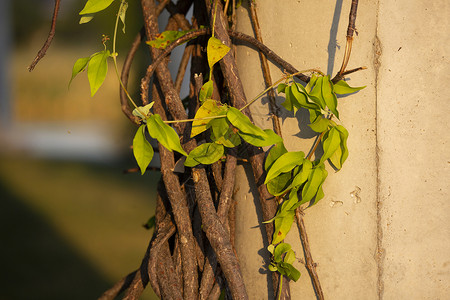 绿色藤蔓围绕下午的葡萄树背景