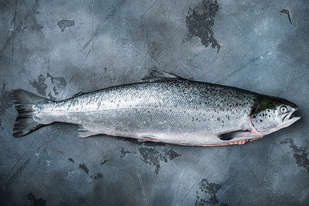 大西洋灰色封印灰色背景的全生鲑鱼 顶视图 带有文字空间背景
