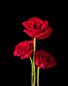 黑人美容玫瑰三组织高清图片